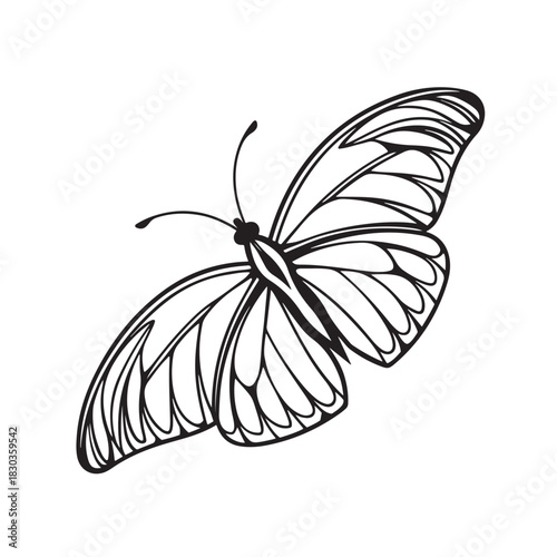 butterfly on white background