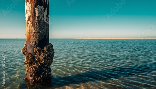 Barnacle-covered wooden pier piling standing in clear turquoise ocean water under a bright blue sky, concept for coastal travel, marine biology and peaceful escapes