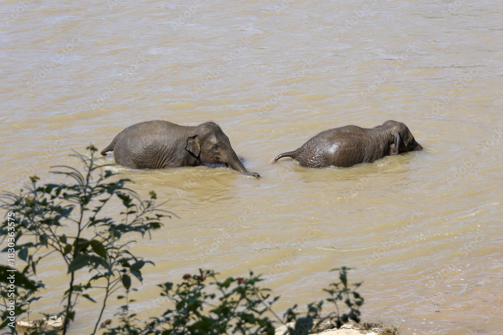 Fototapeta premium Two playful Asian elephant bathing in muddy river. tranquil wildlife scene in nature, showing large mammal swimming and cooling off in murky water outdoors