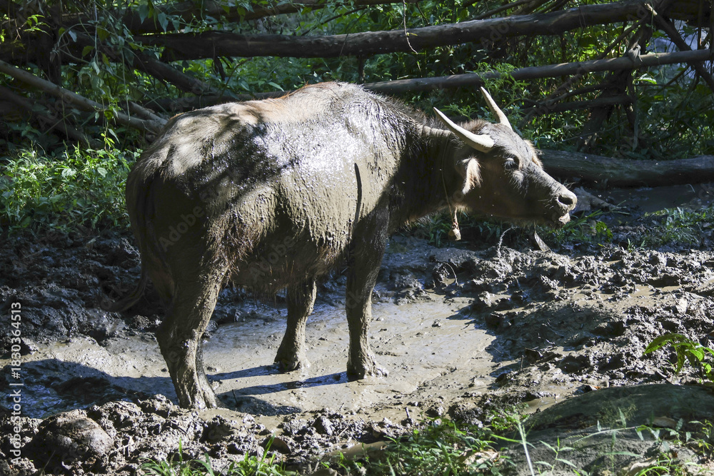 Fototapeta premium Calm water buffalo animal covered in mud standing in puddle within forest. large farm mammal with horn, enjoying moment in nature, common wildlife in Asia