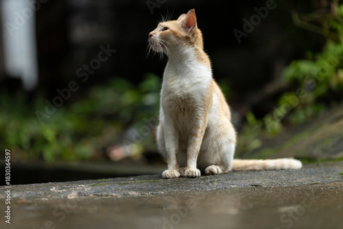Photography Indian cat
