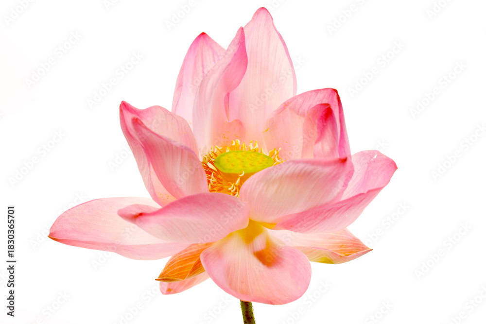 Fototapeta premium Delicate Pink Lotus Flower Blooming Against Bright White Background
