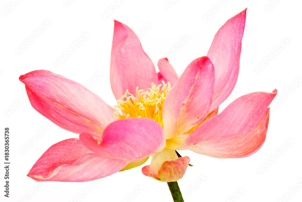 Naklejka premium Beautiful Pink Lotus Flower in Full Bloom with Delicate Petals