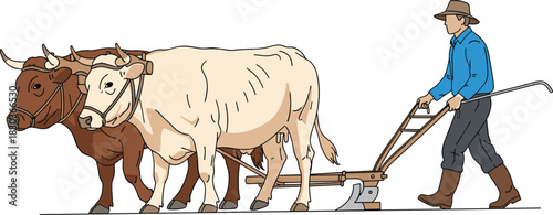 Traditional Farming Scene of a Farmer Plowing a Field Using a Wooden Plow Drawn by a Yoke of Two Strong Work Oxen or Bulls