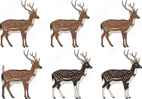 Vector Collection of Chital or Spotted Deer (Axis Axis) with Large Antlers, Showcasing Different Coat Color Variations and Realistic Wildlife Markings