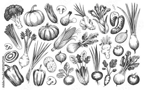Hand drawn sketch collection of fresh vegetables and produce