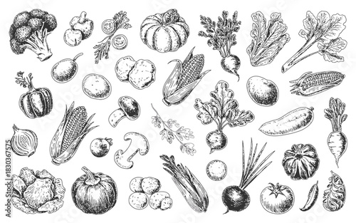 Hand drawn sketch of assorted fresh vegetables and produce collection