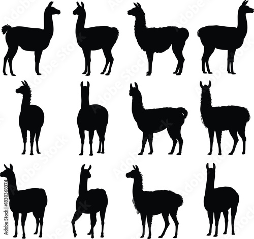 Llama silhouette icon set, posture and fur variation collection, animal graphics, black white vector, cad drawing flat vector illustration