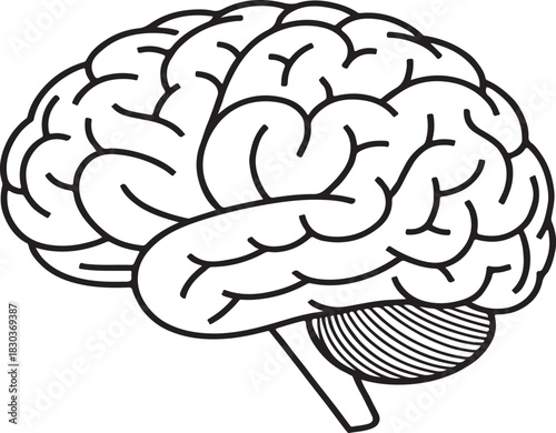 Line Art Drawing of Human Brain Anatomy