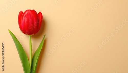 A single vibrant red tulip rests gracefully on a plain, light beige backdrop, showcasing its delicate petals and verdant leaves.