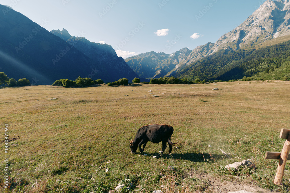 Obraz premium Horse grazing in a meadow with mountains in the background, wide valley and pasture landscape of countryside under clear sky and warm sunlight, solitary equine on green grass ridge.