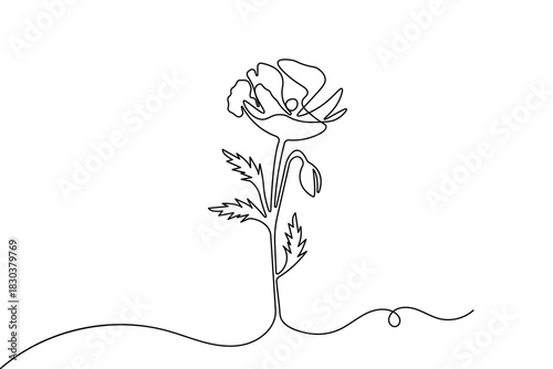 Minimalist poppy flower continuous one line drawing isolate outline vector illustration design
