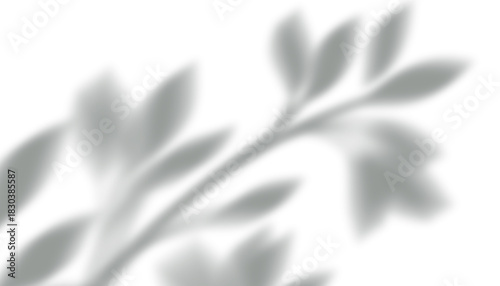 Shadow of leaf branch isolated on transparent background