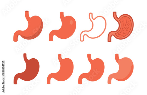 Human stomach anatomy, digestive system flat vector illustration, medical design