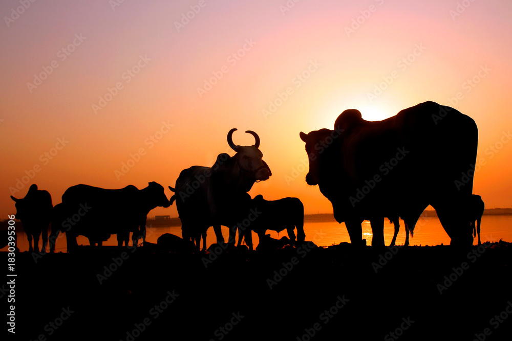 Fototapeta premium Silhouette of cows and calves standing together during a warm sunset in Saurashtra, India. Peaceful rural landscape with golden light.