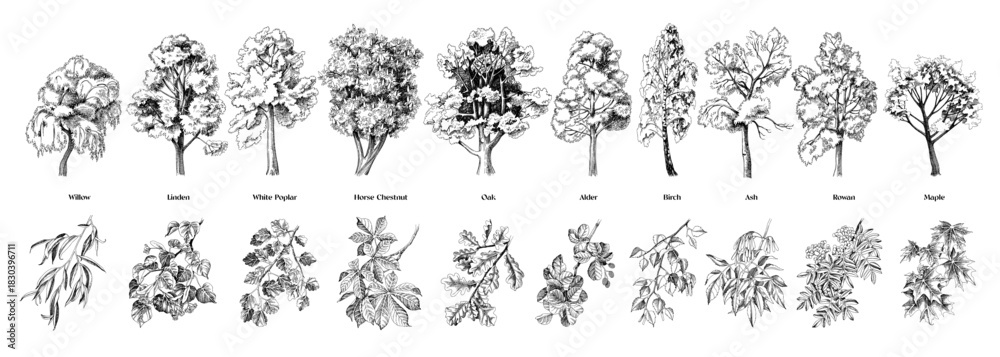 Fototapeta premium Set of trees with close up branches vector