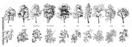 Set of trees with close up branches vector