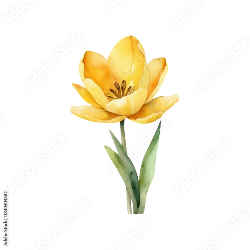 Yellow tulip in watercolor style, delicate petals, hand drawn, delicate botanical illustration, light background, perfect for greeting cards.
