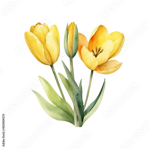 Bouquet of yellow tulips in watercolor style, delicate petals, hand drawn, delicate botanical illustration, light background, perfect for greeting cards.