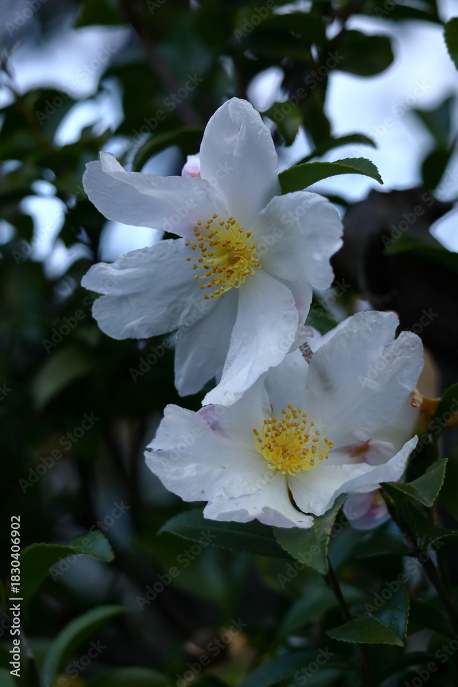 Obraz premium 寒さの中で咲き誇る