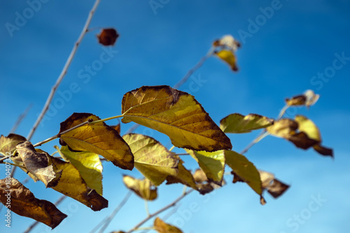 Mulberry tree leaves that have turned yellow and begun to dry in autumn.