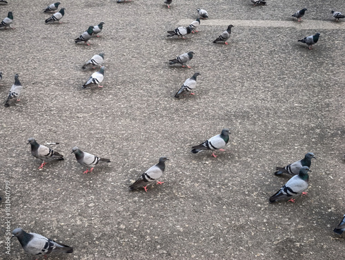 Flock of pigeons peacefully gathering on ground