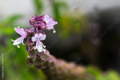 Close-up of delicate purple flowers on a stalk with soft green background