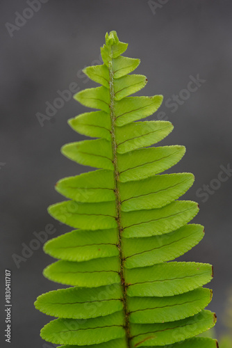 Bright green fern frond against soft gray background