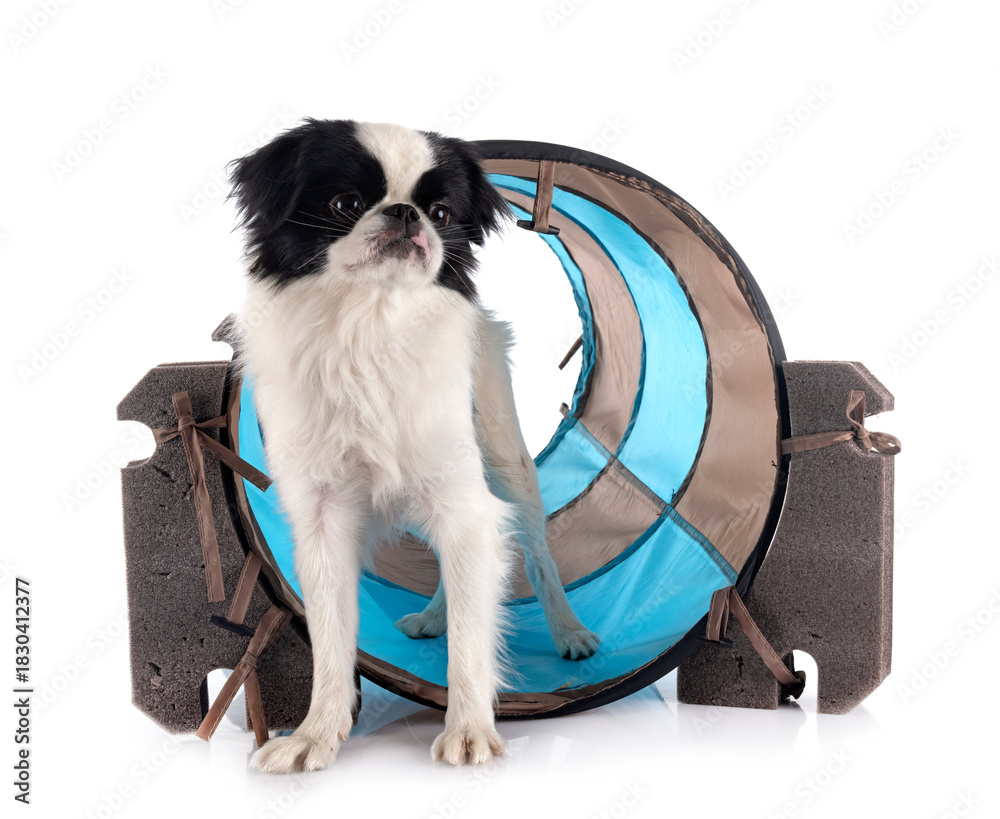 Fototapeta premium Japanese Chin in studio