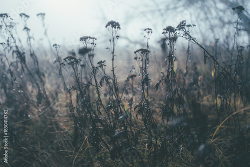 grass in the morning
