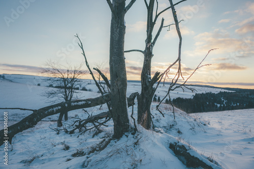 winter landscape with trees
