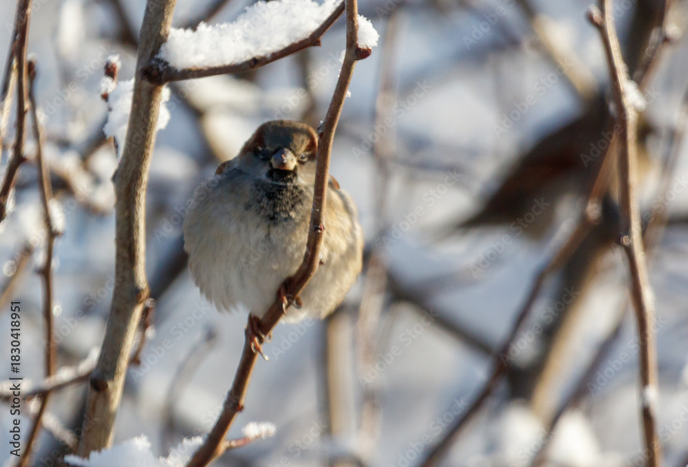 Obraz premium A bird is sitting on a branch covered in snow