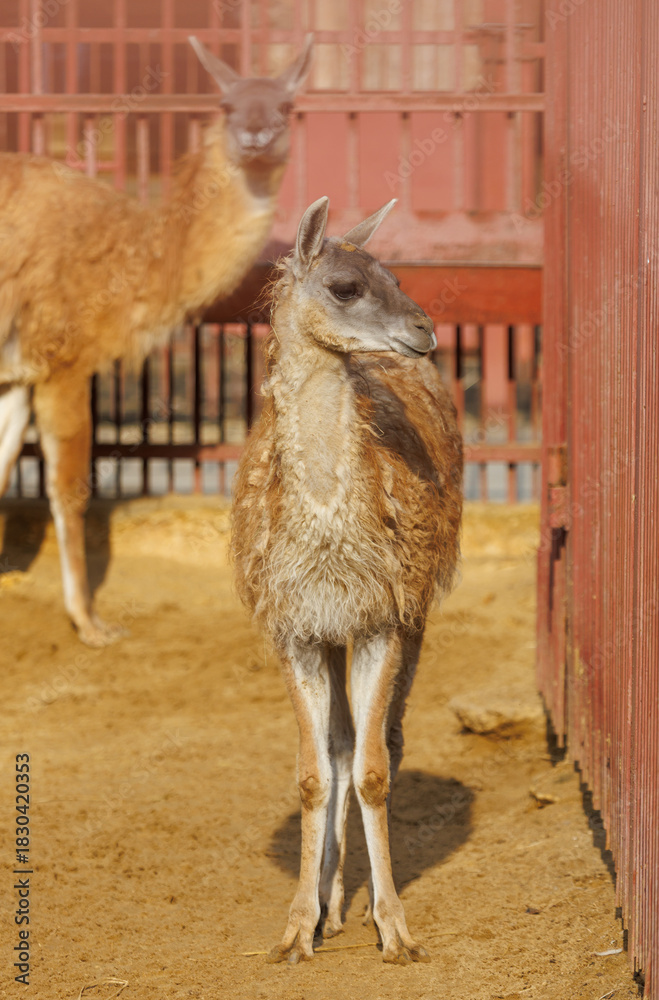 Obraz premium A baby llama standing in a dirt pen