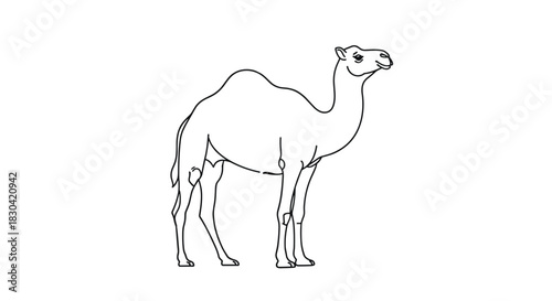 Simple black and white line art illustration of a dromedary camel with a single hump, standing on a plain white background.