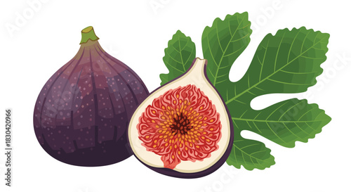 Detailed vector illustration of ripe purple figs, one whole and one halved revealing sweet red pulp, with a fresh green fig leaf.