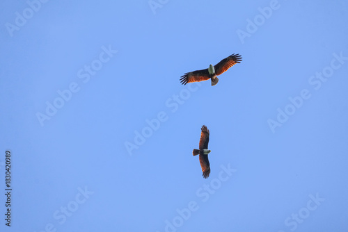 Majestic fish eagles soaring in a clear blue sky — powerful wings and white chests contrast against the vastness, capturing the raw beauty of wild raptors in flight.