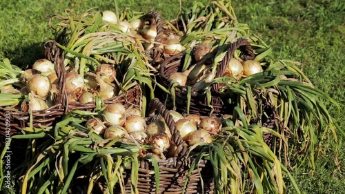 Summer cottage harvest of onions in baskets against the background of grass, close-up