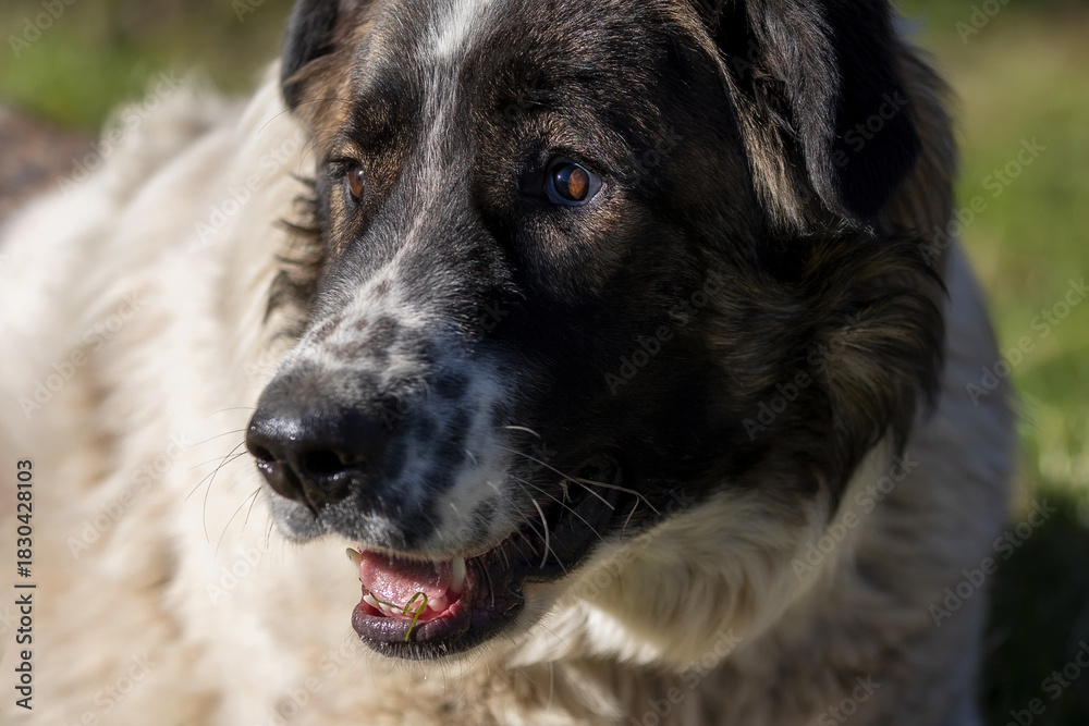 Fototapeta premium Bulgarian Shepherd or Karakachan Dog close-up face