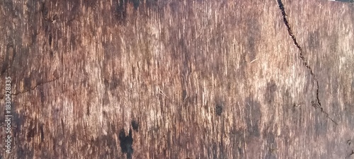old wood texture, background