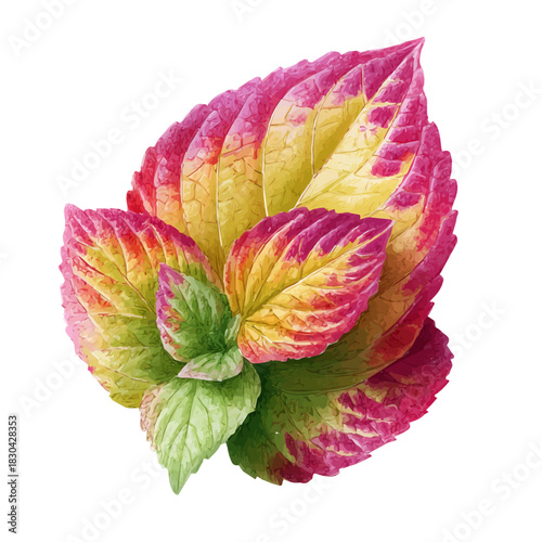 Isometric watercolor graphic of Coleus Leaf, neatly isolated on white background.