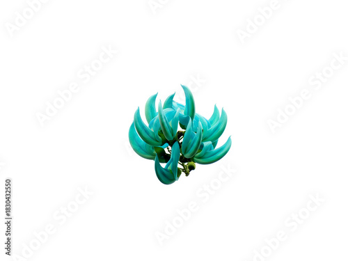 Turquoise jade vine bloom, isolated on a pure white background, showcasing exotic floral beauty