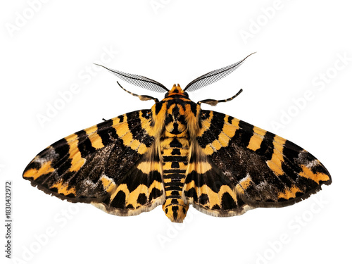 Close-up of a colorful Jersey tiger moth with detailed patterned wings on a white background