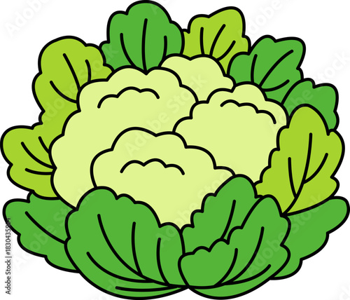 single illustration of a cauliflower