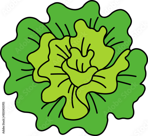 single illustration of A Lettuce
