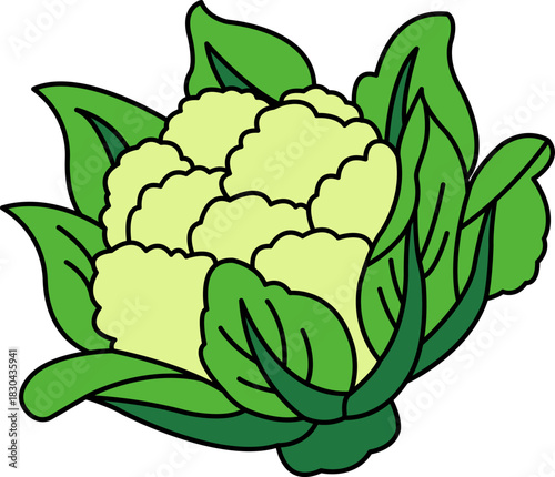 single illustration of a cauliflower