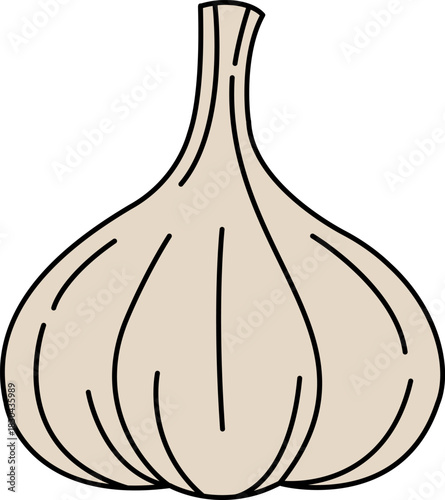 single illustration of a garlic