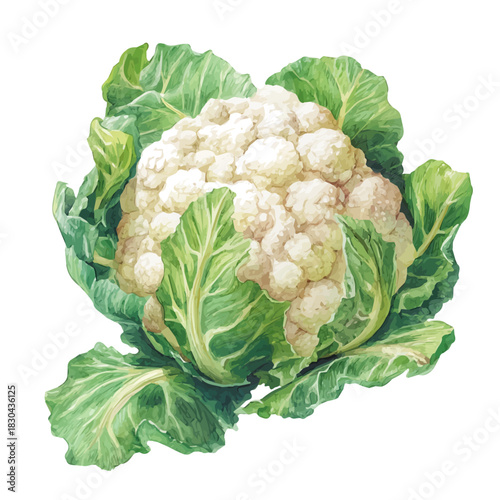 Watercolor isometric vector-style illustration of Cauliflower, isolated on white background.