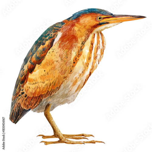 Isometric-style watercolor depiction of Bittern, set against a white background.