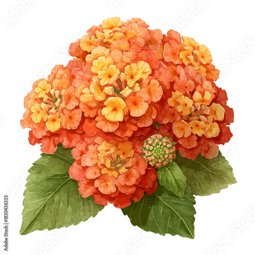 Isometric watercolor rendering of Lantana Bouquet, isolated on a clean white background.