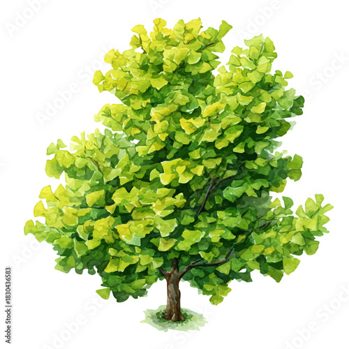 Watercolor isometric vector-style illustration of Ginkgo Tree, isolated on white background.